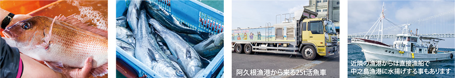 新鮮な活魚が集まる場所